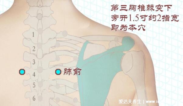 肺俞的准确位置图片，肩胛骨中间第三胸椎下长按止咳化痰