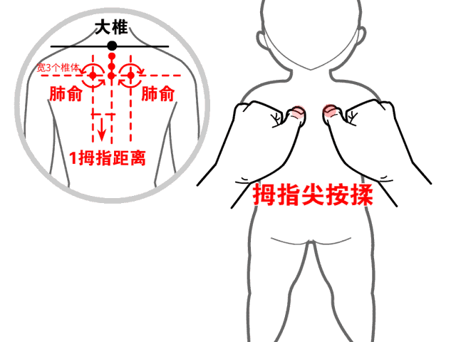 肺俞的准确位置图片，肩胛骨中间第三胸椎下长按止咳化痰