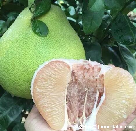 文旦和柚子的区别，文旦上面小下面大果皮是绿色(其实都是同种水果)