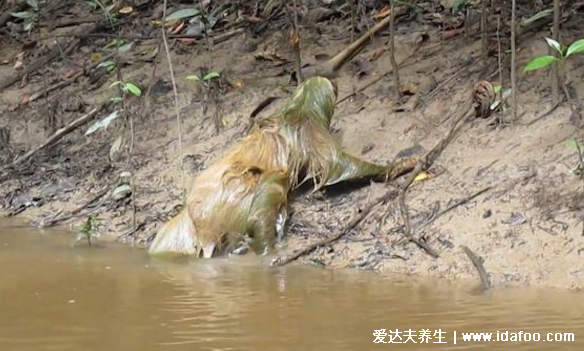 真实水猴子图片，传说中的水鬼原来真的存在(胆小慎入)