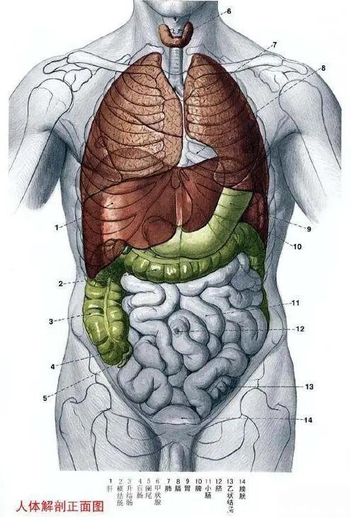 人体内脏结构图，带你了解人体内脏器官位置分布图