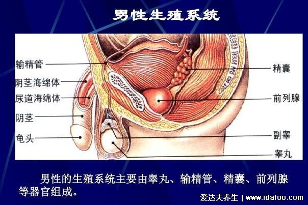 前列腺在哪位置图，肛门内2厘米处摸到的较硬球形(附按摩手法)