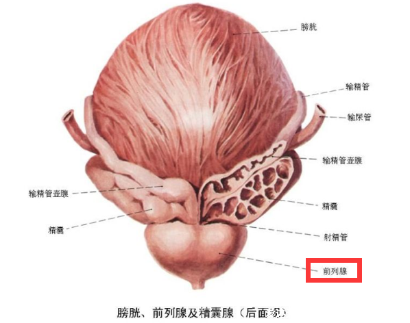前列腺在哪位置图，肛门内2厘米处摸到的较硬球形(附按摩手法)