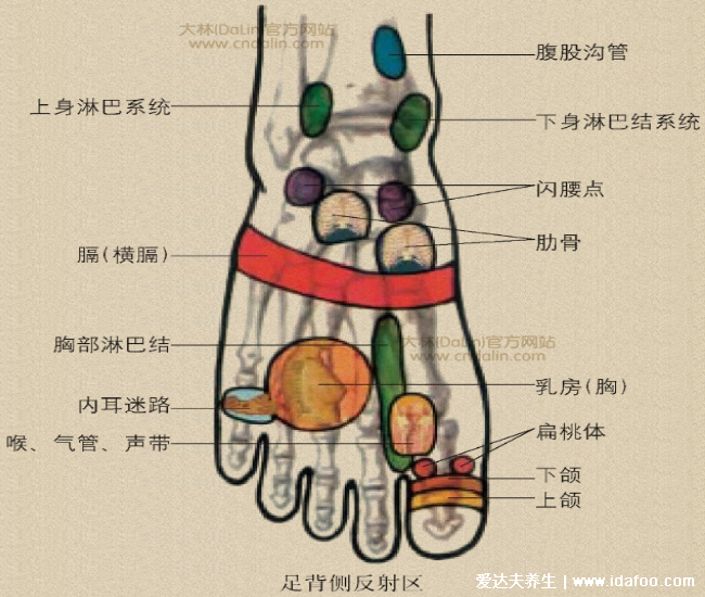 足底反射区图片，脚底对应的器官图穴位图(附脚底疼痛部位图解)