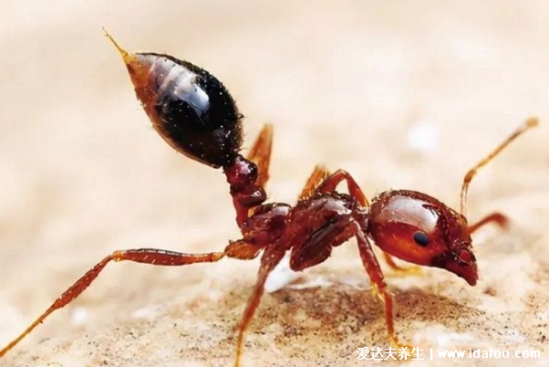 无敌的红火蚁图片，红火蚁咬人后症状图片(世界最危险的动物)