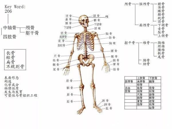 人体骨骼图片结构图，儿童骨骼多于成人(附脚的结构图和名称)