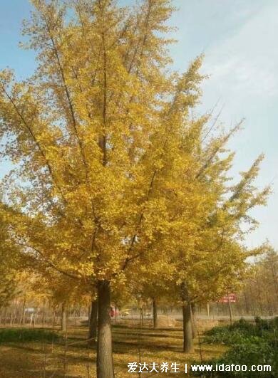 排名第一最好的镇宅树，四大镇宅之树包括桂树(银杏树象征长寿)