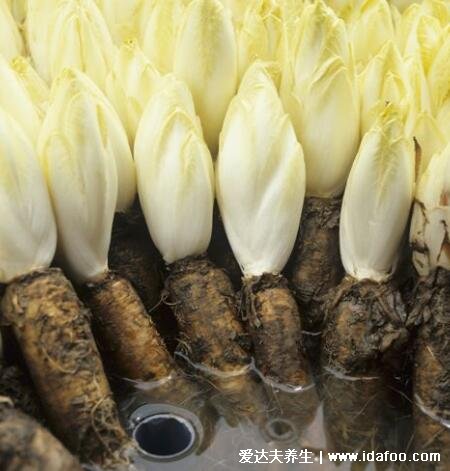 真实的野生中药菊苣图片，注意区分欧洲菊苣和菊苣(菊苣会开蓝花)