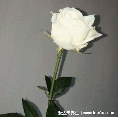 白玫瑰不能随便送人，适合送喜欢的人和亲友(花语足以与你相配)