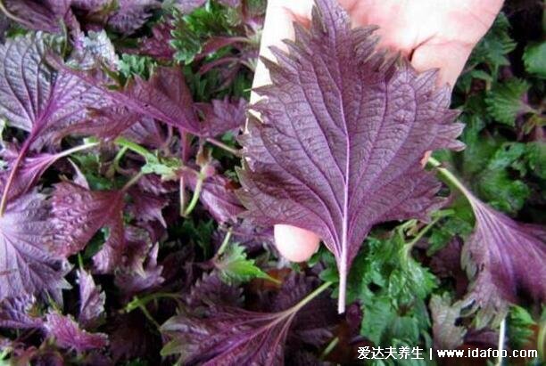紫苏叶的吃法有哪些，可泡茶/凉拌/涮火锅/煮粥/炒着吃(5种吃法)