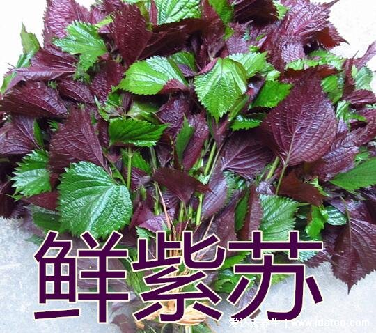 紫苏叶的吃法有哪些，可泡茶/凉拌/涮火锅/煮粥/炒着吃(5种吃法)