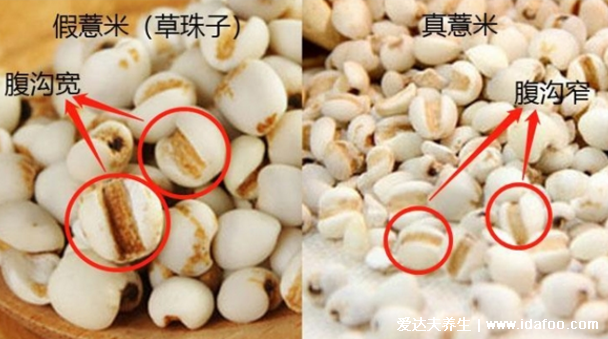 植物薏米图片，薏米的功效与作用吃法(美白/祛湿)