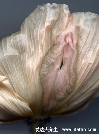 不同形状的女人阴道图片，第5种鲱鱼子型阴部被称之为绝品