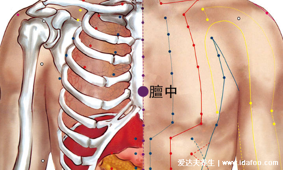 膻中穴的准确位置图，长按能丰胸美肌/两个乳头间连线的中点