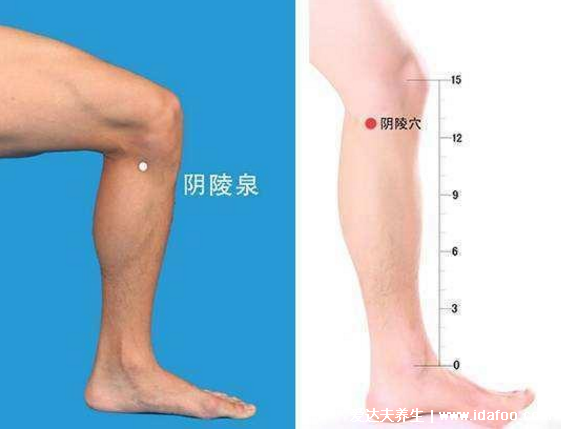阴陵泉的准确位置图，握一下膝盖就能找到每天按健脾益肾
