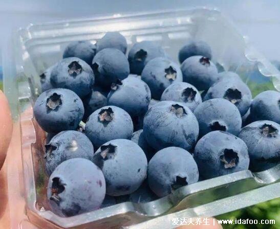 蓝莓一天吃多少为宜，50克的蓝莓在4到6颗左右最佳(以免影响身体)
