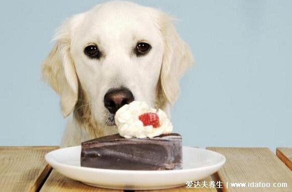 狗为什么不能吃巧克力，会中毒致死附补救方式(狗不能吃的食物)