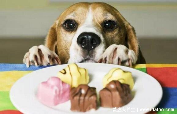 狗为什么不能吃巧克力，会中毒致死附补救方式(狗不能吃的食物)