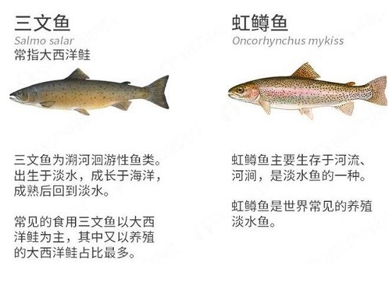 虹鳟鱼和三文鱼的区别，虹鳟鱼更有嚼劲且颜色较暗(4大区别)