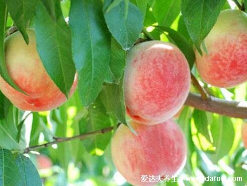 桃子是凉性的还是热性的，是温性的但吃多会上火(一天可食用1到3个)