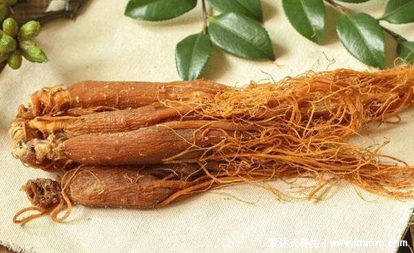 红参的吃法，吃法很多可以炖煮或者磨粉冲服(5种吃法)