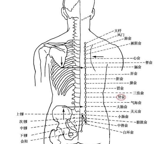 肾俞的准确位置定位图，第2腰椎棘突下左右2个手指宽处(可改善肾功能)