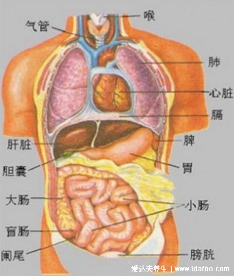 人体器官分五脏六腑器官分布图，清晰大图看各个内脏的位置分布