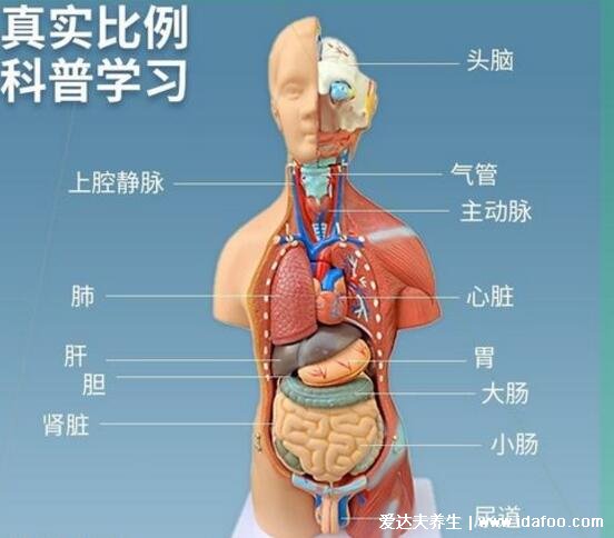 人体器官分五脏六腑器官分布图，清晰大图看各个内脏的位置分布