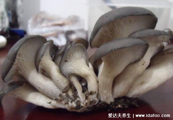 蘑菇长白毛了还能吃吗，长毛不严重的能吃/长绿毛赶紧丢