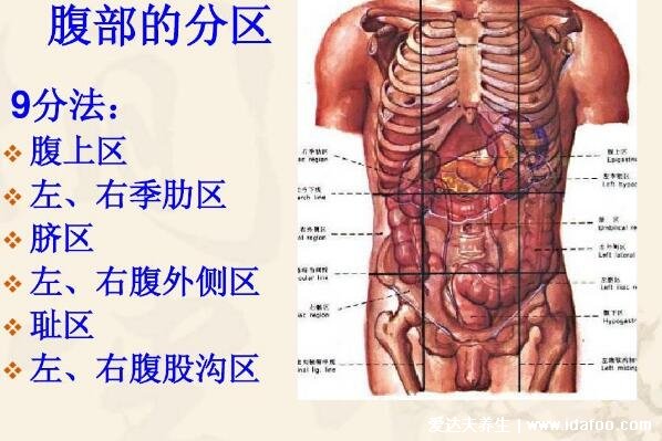 腹部九分法及分区名称，腹部疼痛对应的图片器官图