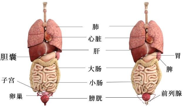 人体结构示意图器官位置图片，正面背面的人体高清解剖图