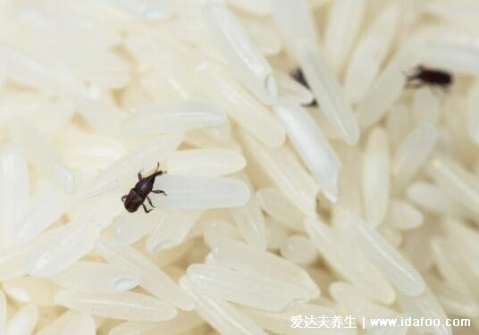 大米生虫子处理小诀窍，米缸放可放包括花椒在内的这些东西(4种方法)