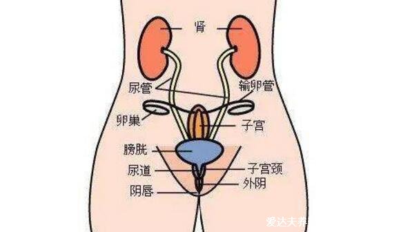 女性生理结构图片有哪些，真实女人阴道图片(含卡通科普表)
