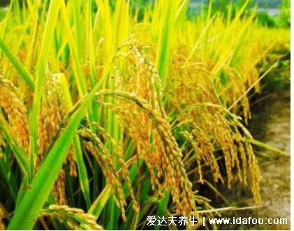 水稻是大米吗，大米是稻谷加工而成 (稻谷是水稻果实)