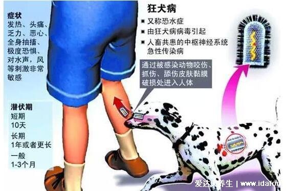 10种情况不需要打狂犬疫苗，注意皮肤没有明确外伤