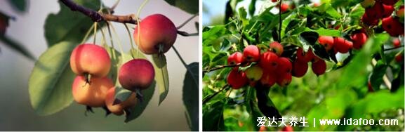 沙果和海棠果的区别图片，沙果和海棠果哪个好吃(4大区别)