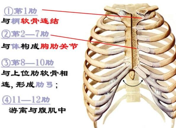 人体器官肾的位置图片，在腰部脊柱两侧(肾病变敲击肾痛)