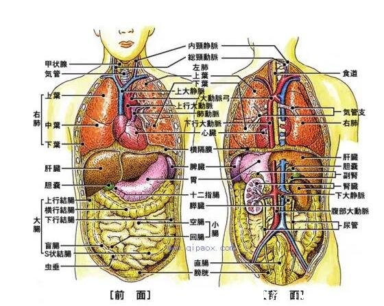 人体器官肾的位置图片，在腰部脊柱两侧(肾病变敲击肾痛)