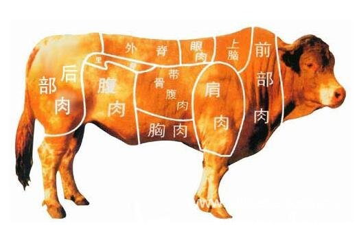 肥牛是牛的哪个部位，牛腩肉之外的肉可以做成肥牛(常吃的是腰腹部位)