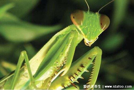 螳螂是益虫还是害虫，是益虫可吃农业害虫蝗虫(但兰花螳螂可危害蜂业)