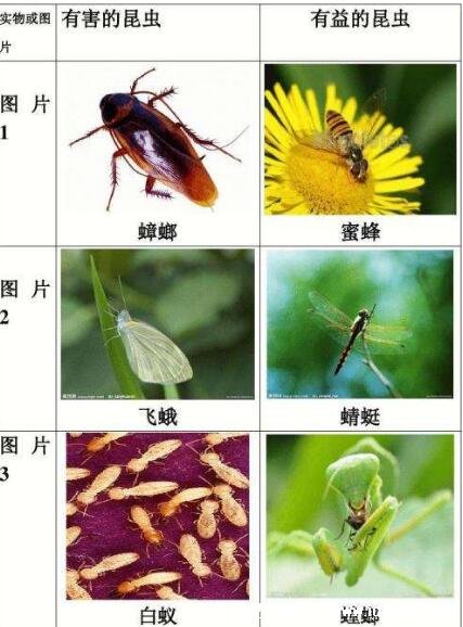 螳螂是益虫还是害虫，是益虫可吃农业害虫蝗虫(但兰花螳螂可危害蜂业)