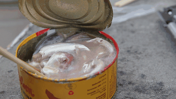 鲱鱼罐头为什么这么臭还有人吃，自然发酵产生臭味(是瑞典的传统食物)