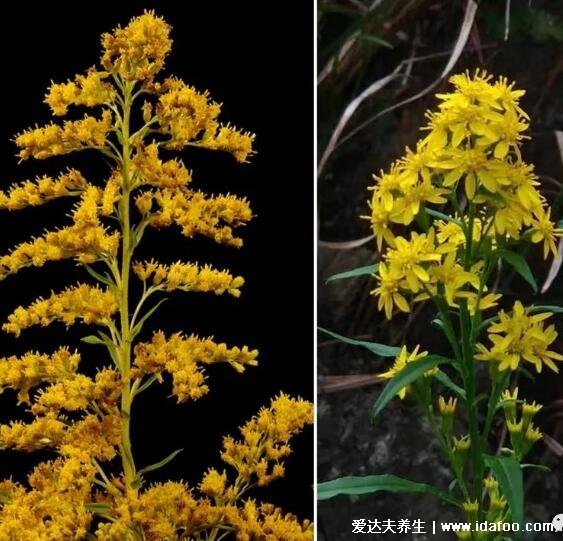 本土中药一枝黄花图片和加拿大一枝黄花图片区别，高度根茎有不同
