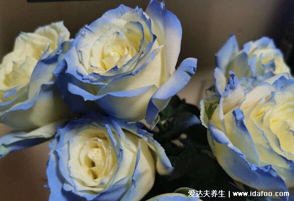 碎冰蓝玫瑰是染的吗多少钱一支，20元一朵白玫瑰染的(含花语图片)