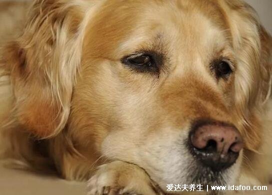 狗狗鼻子为什么会褪色，与晒太阳太少或者营养缺乏有关(5个原因)