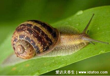 蜗牛是益虫还是害虫，农业方面是害虫但是食用药用历史有千年