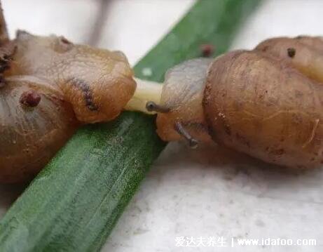 蜗牛是益虫还是害虫，农业方面是害虫但是食用药用历史有千年