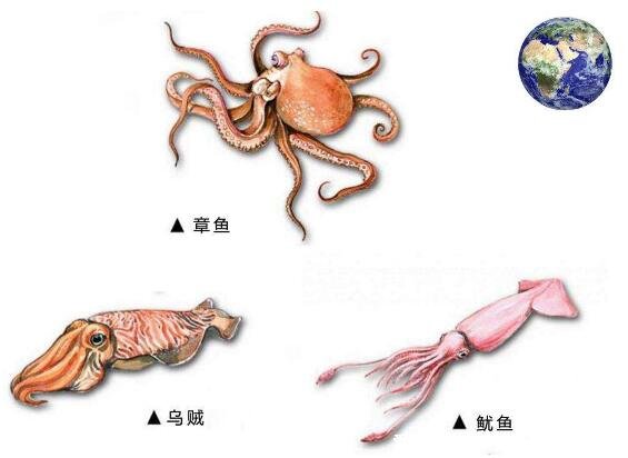 章鱼和鱿鱼是鱼吗，都不是鱼类是软体动物(附章鱼和鱿鱼的区别)