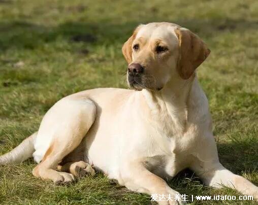 狗的寿命一般多长狗能活多久，小型犬比大型犬寿命长(不同品种有差异)