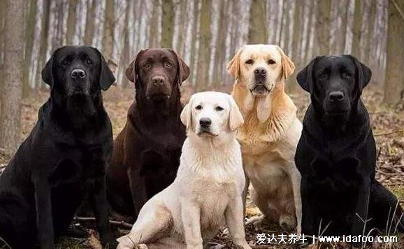 狗的寿命一般多长狗能活多久，小型犬比大型犬寿命长(不同品种有差异)